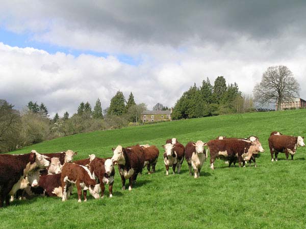 hereford cattle for sale uk
