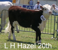 hazel 20th