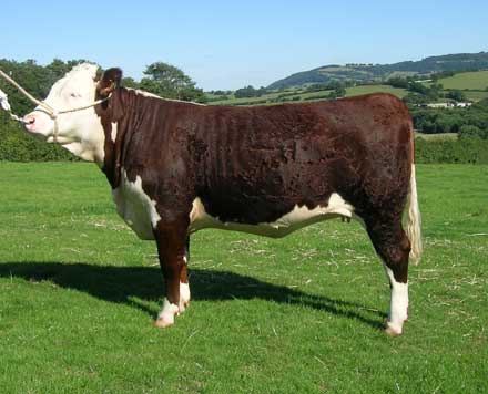 Beauty 11th
