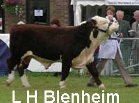Blenheim