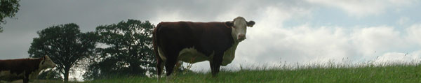 cow