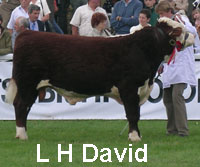 david