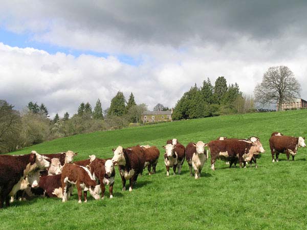 Llancillo Hall Herefords
